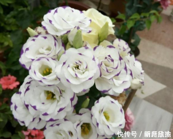 这一款世界名花,观赏价值非常高,花期很长而且好养易活