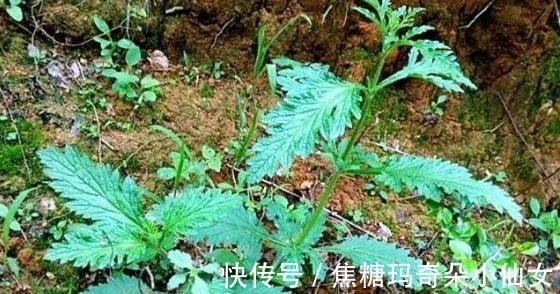 马鞭草|一种野草,为何常被插在垂危病人的床前?原来它被赋予了特殊功能