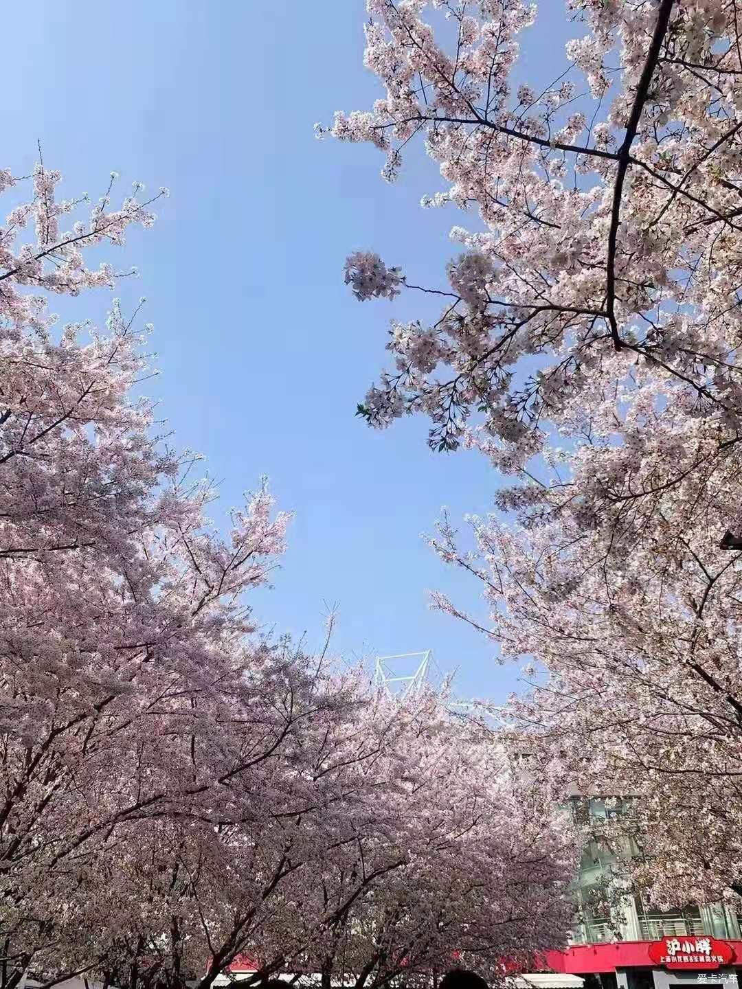 樱花飘散，朝开夕凋