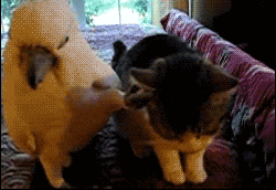 |搞笑动图:家有懒狗一只,谁要领走吧!