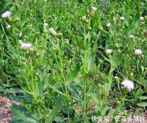 痈肿疮毒|田间随处可见的“刺儿菜”，形态虽小，药用价值高