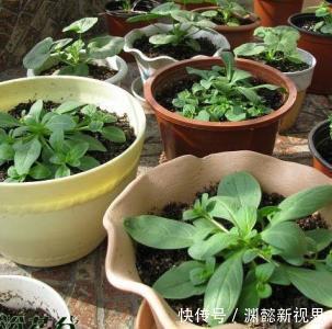 半阴通风|盆栽矮牵牛，记住3个小细节，株型大10倍，1棵开花200朵，美