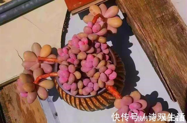 侧芽|多肉养成“独杆司令”莫慌,做好这4步,侧芽猛长,爆盆不难!