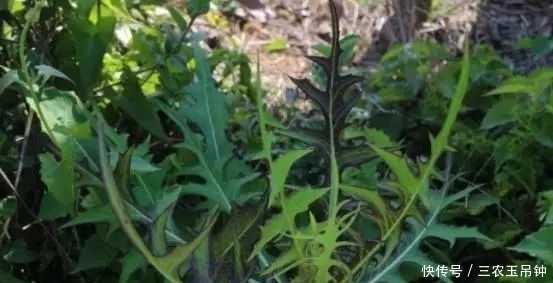 山萵苣|農村一種遍地可見的野草,過去用來喂豬吃,城里能賣30元一斤