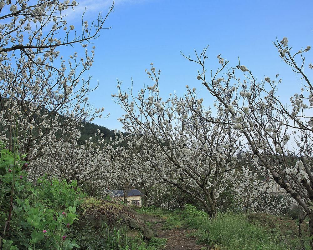 老年|“一枝两枝千万朵”——重庆渝北区玉峰山赏樱桃花