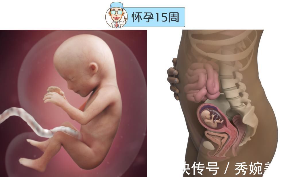 怀孕|最全的怀孕周期图鉴,感受从受精卵到婴儿的神奇变化!