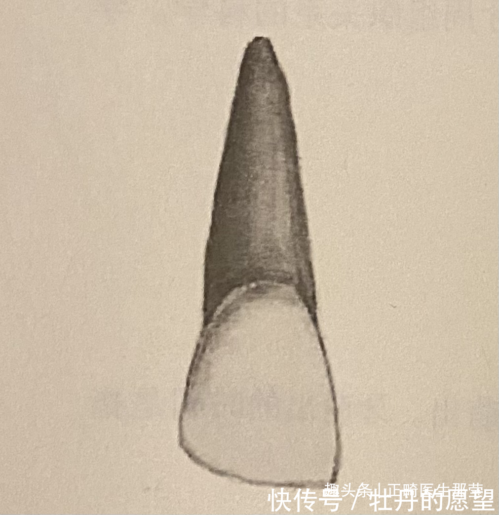 各司其职的牙齿