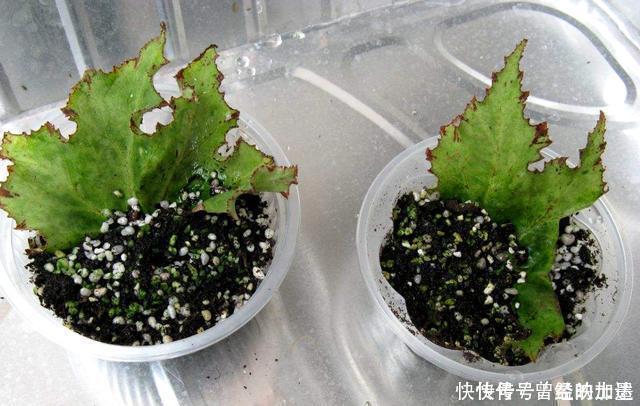 此4种花，随便摘片叶子都能繁殖一棵，轻松爆盆，阳台变花园