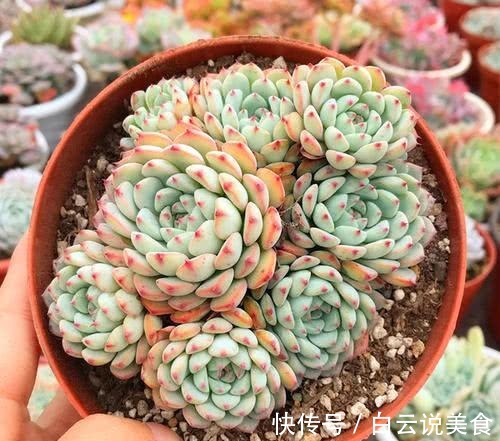 叶子|4种多肉,对待新手很友好,丢土里就能活,一年长成一大群