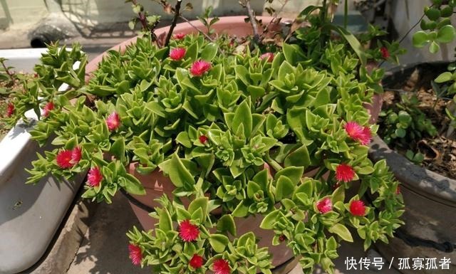 绿萝、吊兰太普通别养了,换上4种花,更加美丽,还显得家庭富贵!