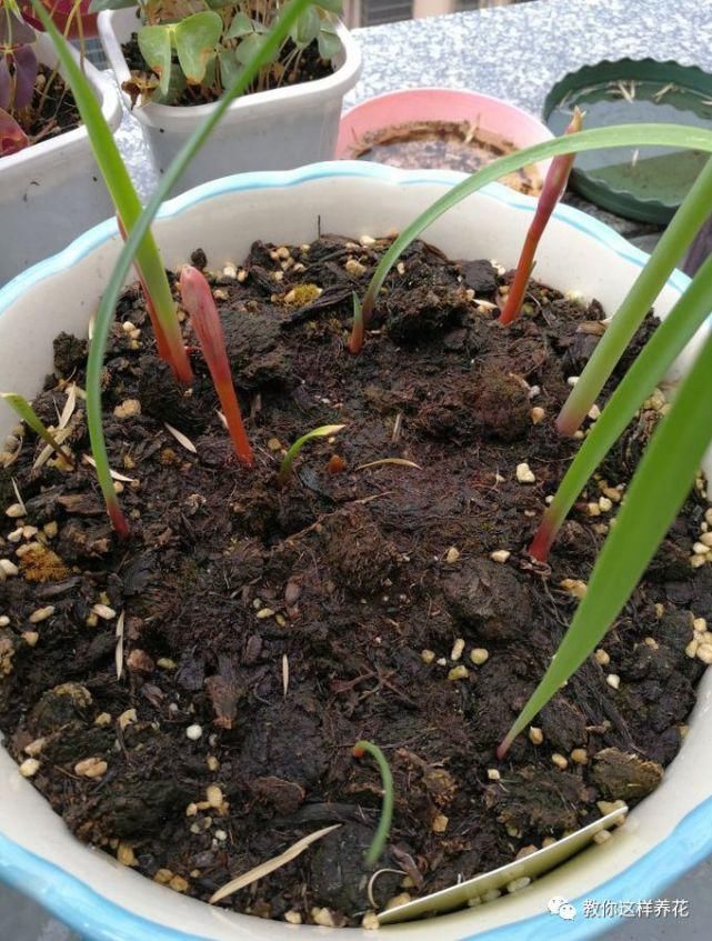 这种球乱养都能活,丢盆里1个月开花,开花太惊艳