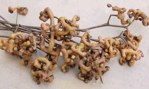 预防疾病|秋天想身体好,坚持吃以下食物,预防疾病,活血养颜,女人都爱吃