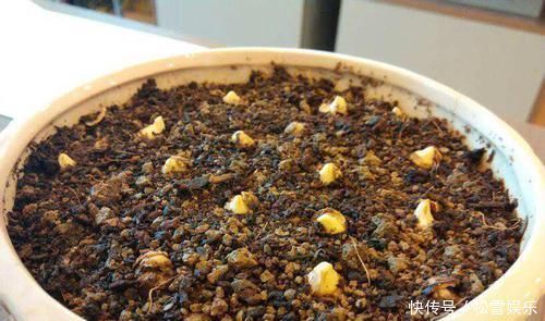 果子|两种水果,吃完籽儿留下,撒盆里,一年长成小盆栽,果子结满了