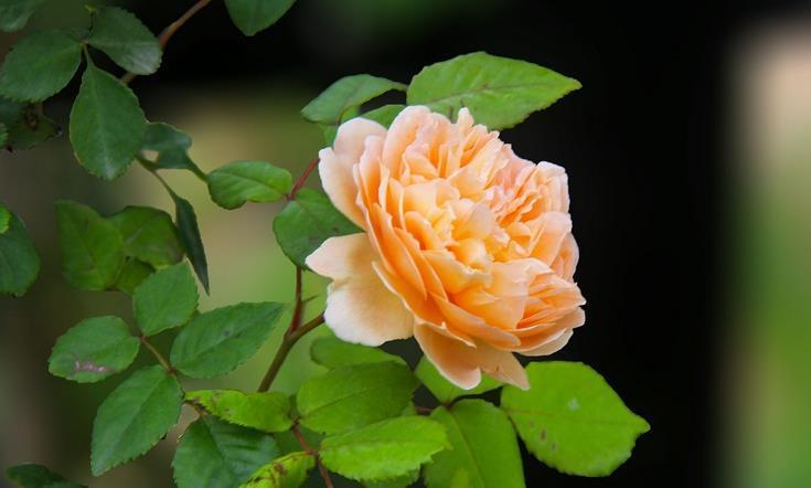 秋季|秋天养花，5买5不买，买错了浪费钱又闹心