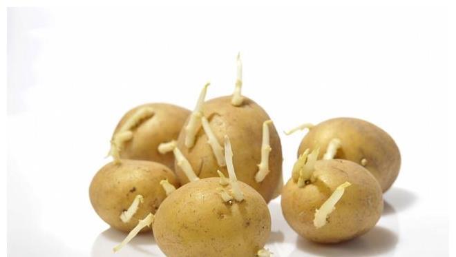 土豆长芽|保存土豆有诀窍，教你正确方法，土豆不变绿不发芽