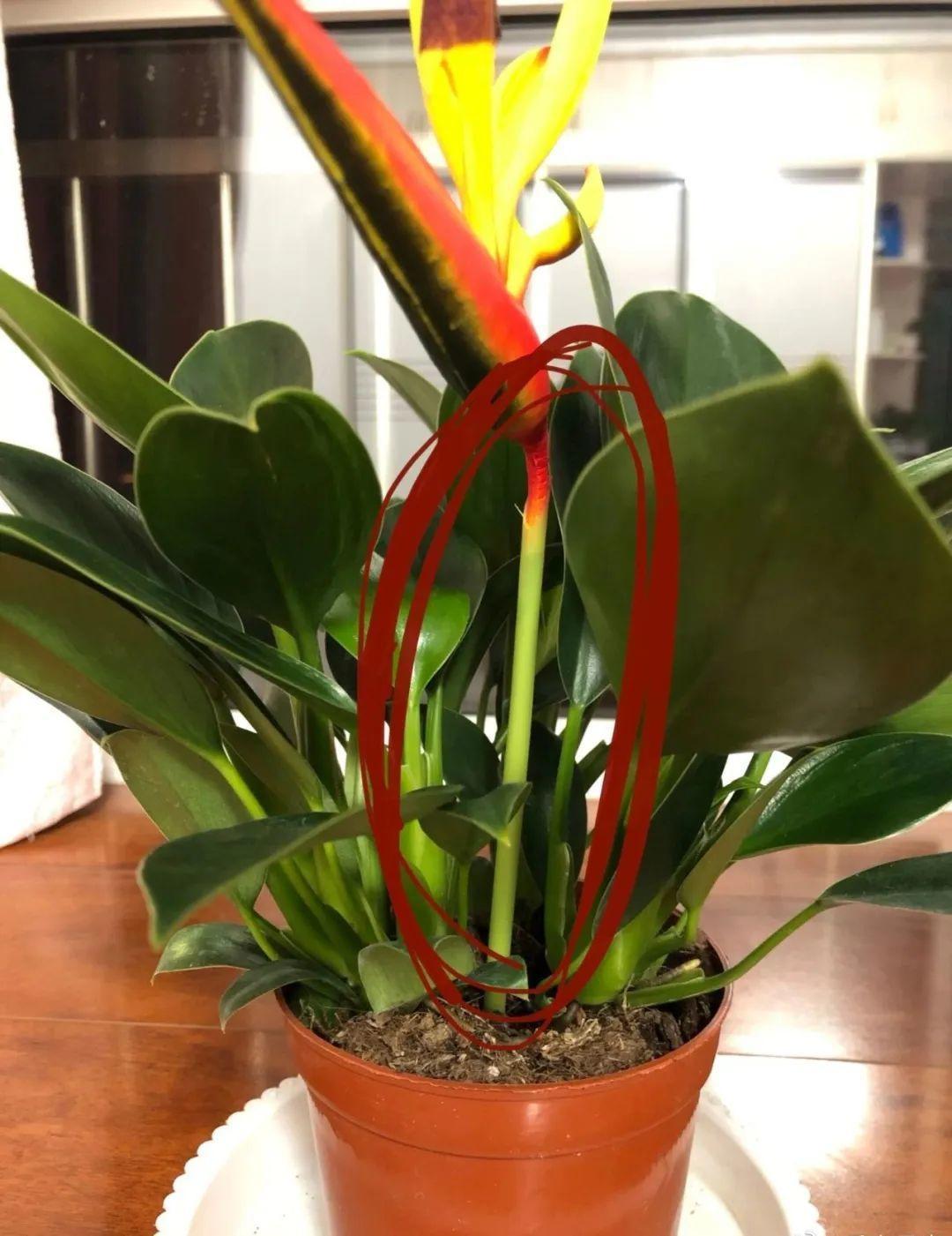 鸭掌木|15种大型绿植,净化空气除异味,摆客厅太气派!