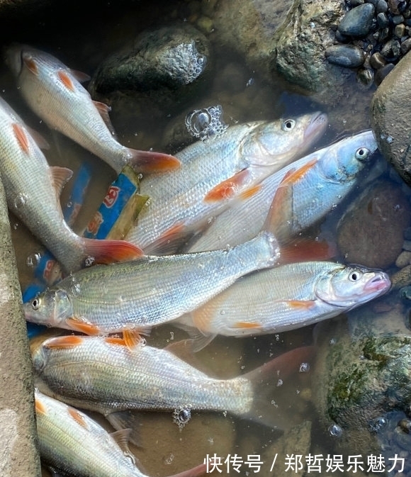 钓鱼人|冤不冤？江西钓鱼人网上炫耀渔获，被网友一致吐槽