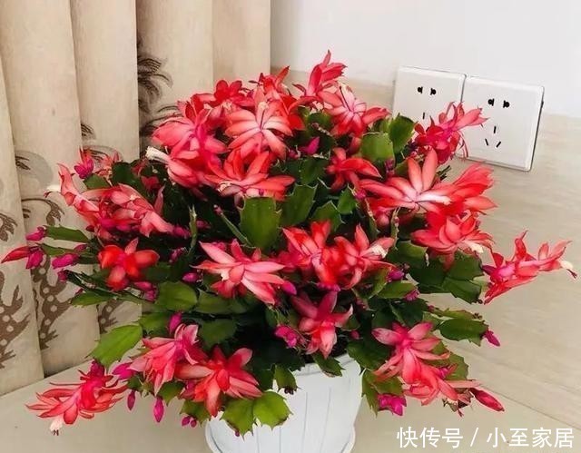 11月养蟹爪兰,这4件“蠢事”最好不要做,小心掉花苞!