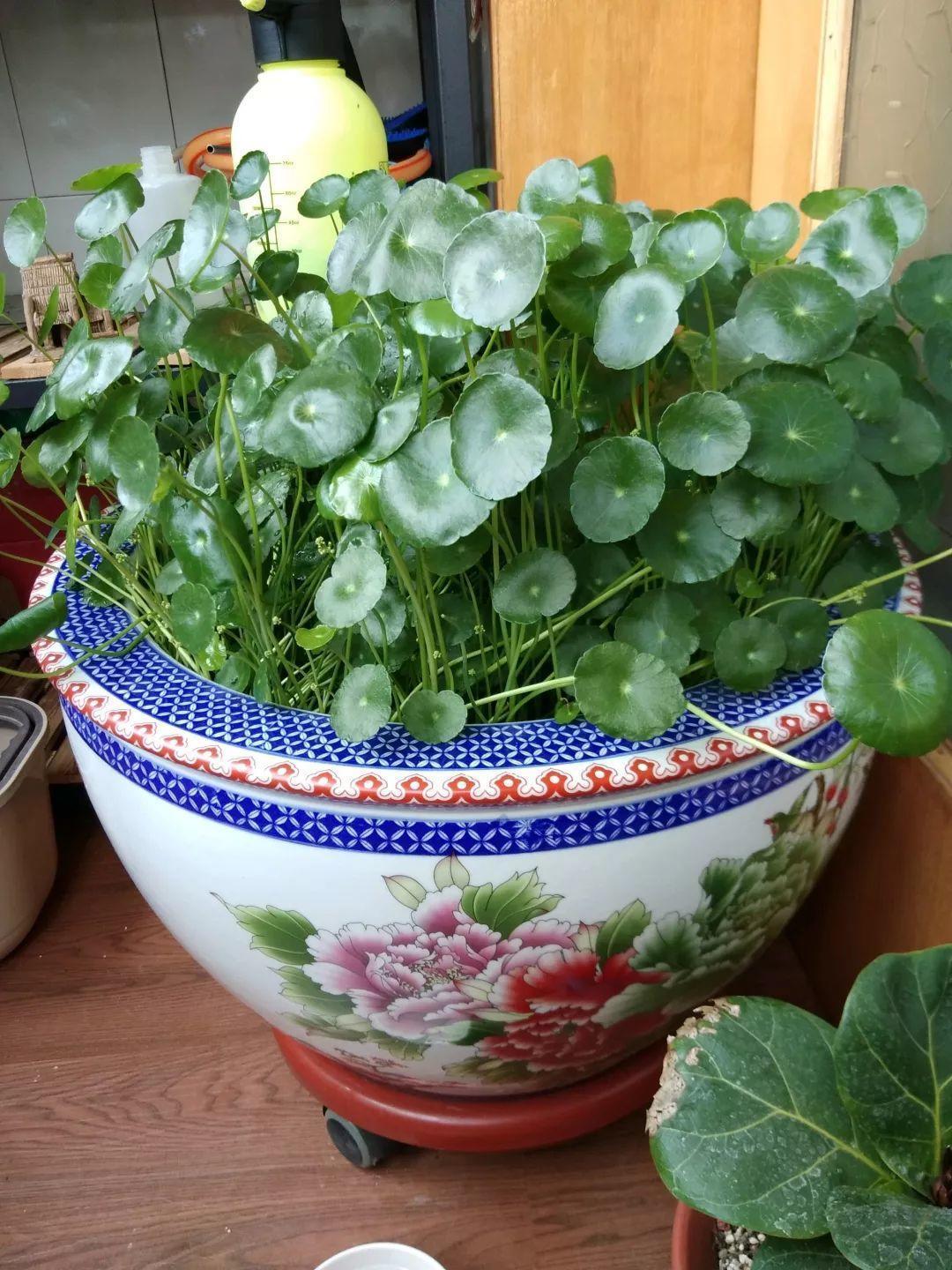 农村养花优势发,地大肥多,一不小心养成小花海!