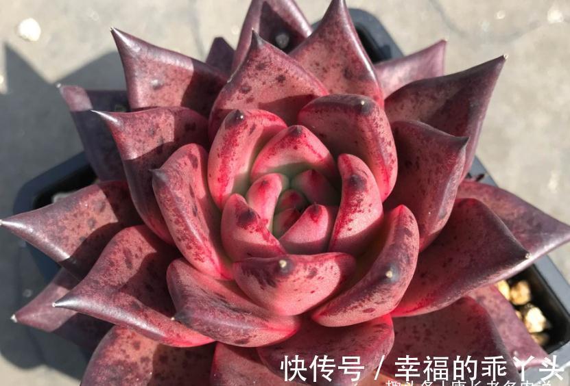 冬天|多肉冬天可以移盆，但要注意“3要点”和浇水方法，要不然难服盆