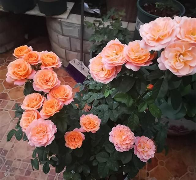 关于月季的浇水问题，“靠人不如靠自己”，收获直接经验