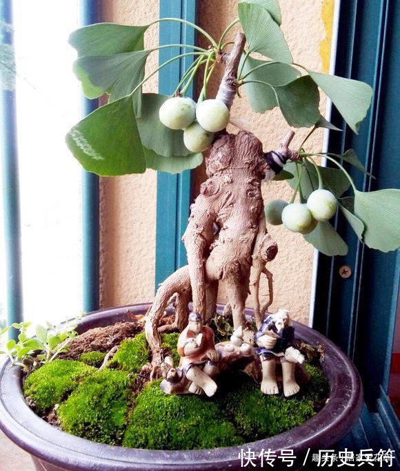 挂果|养了十年的银杏盆景,终于挂果了,朋友出2000元想买被拒绝!