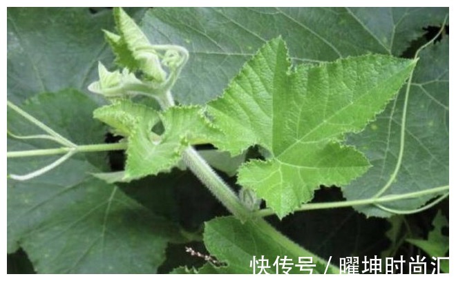 夏天|“天然止泻药”被找到,农村遍地是,消炎止泻,助你轻松过夏天