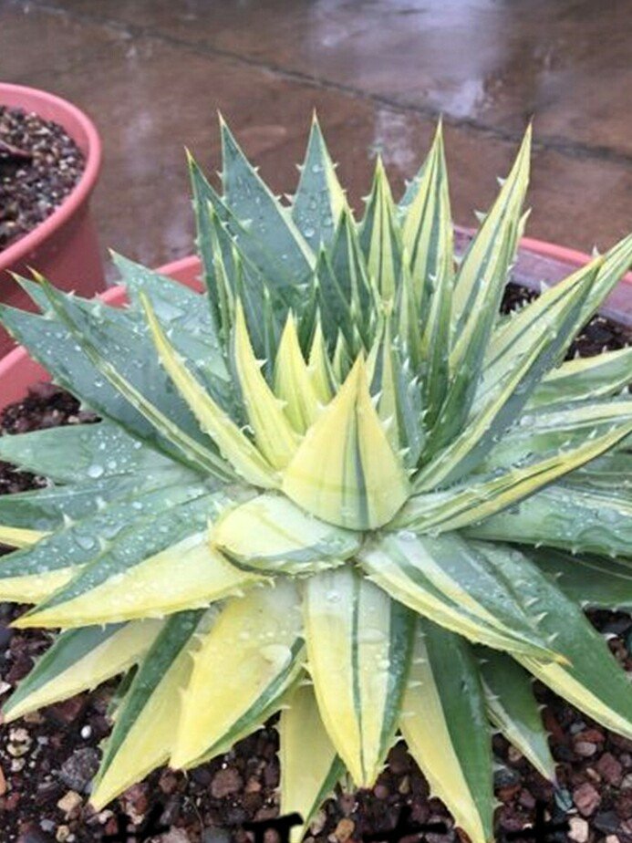 芦荟中的“女王”,价格不菲很少见,做好2点叶片肥厚“转圈圈”