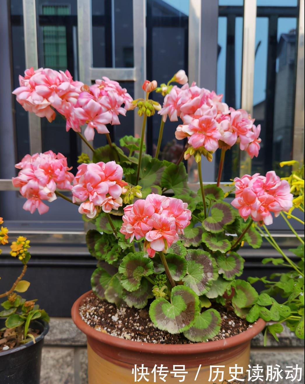 阳台养盆天竺葵，一不小心爆了盆，好养又好看，四季花不断