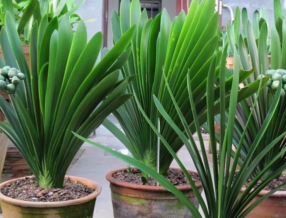 改正|君子兰迟迟不开花,原因不外乎3点,改正后开花不断