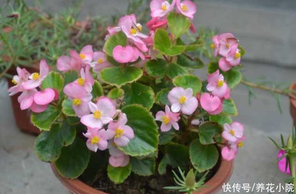 种花|夏天别买6种花，天热就休眠，太不好养