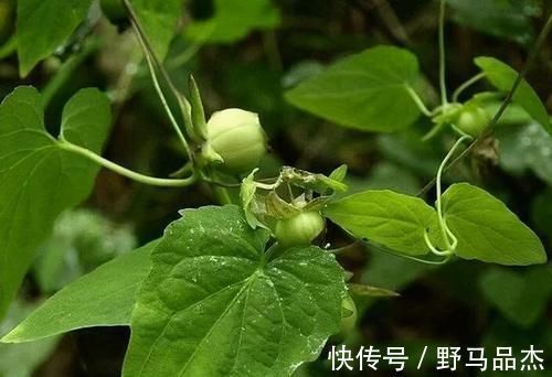 中药材|路边的野党参,很多人却把它当野草,你认识它吗?