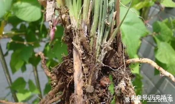 盆里加点它,养花10年不黄叶,年年花开不断!