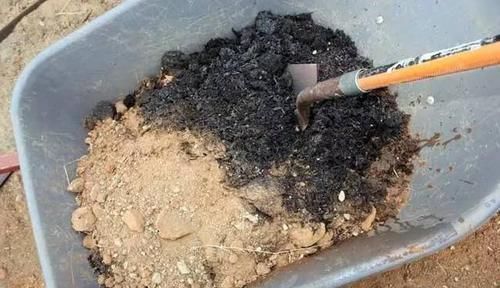 3种“废物”捡回家,扔花盆里,土肥的流油,养花猛长不含糊