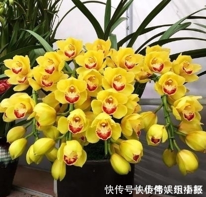 太阳花|4种花现在入手刚刚好,沾土就活,轻松开爆盆,四季有花赏