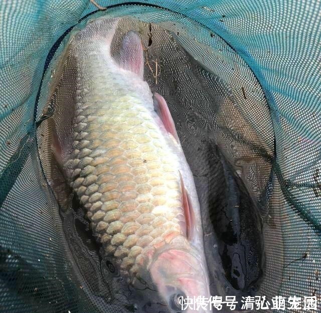 青竹鱼|草鱼和鲤鱼的后代？这种怪鱼只有西南地区才有，人称“青竹鲤”