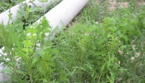 路边|农村一种野草叫“山莴苣”,路边遇见请珍惜,却是上佳的野菜