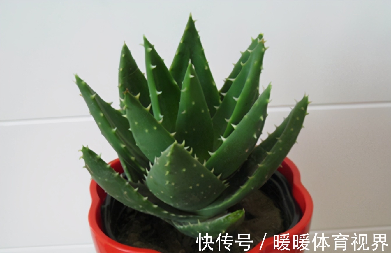芦荟|这3款植物既能赏又能吃，盆栽养眼、养身！
