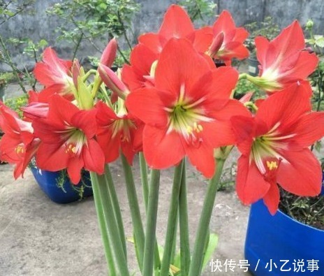 10种花,别着急往屋里搬,放外面冻20天,明年开花才旺