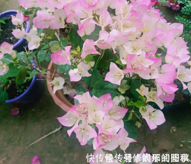 三角梅|秋天三角梅在3种情况下,千万不能晒太阳,一晒就黄叶剩个空盆