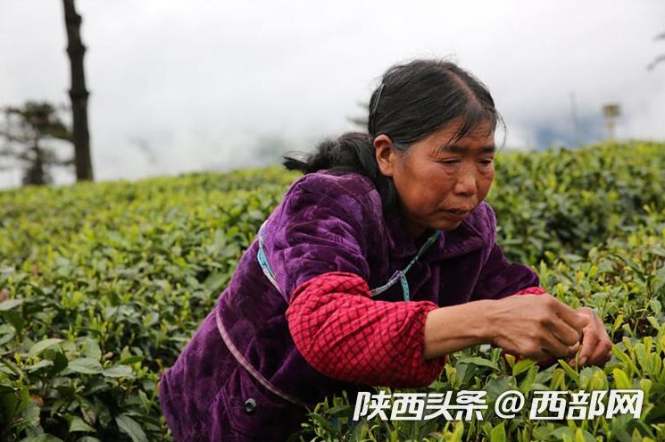 陕西启动网上茶博会 带你去陕南看最美茶园