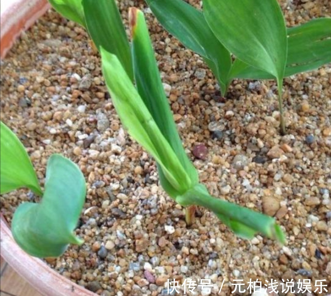 花盆里出现小虫子，不用买杀虫剂，往里面扔点“小东西”就管用