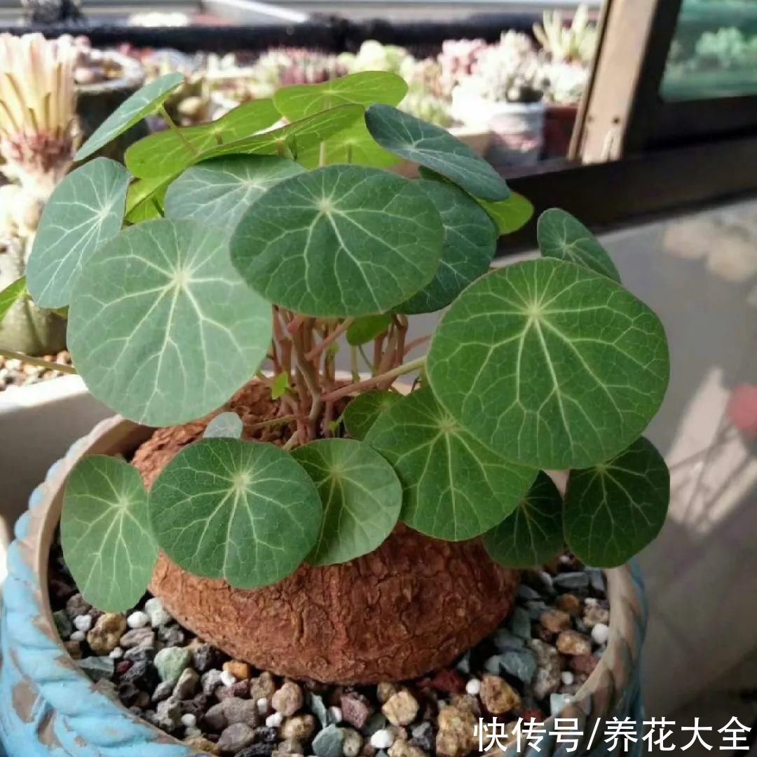 枝叶|7种花冬天会假死,叶子掉光不要扔,明年还能大爆花