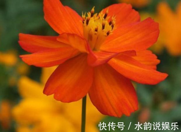 喜欢菊花,不如养盆“菊中精品”硫华菊,似野性芳华,绚丽高贵!