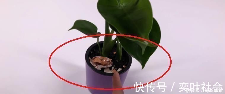 不管养什么花，花盆里放入1个鸡蛋，一年都不用施肥，怎么回事