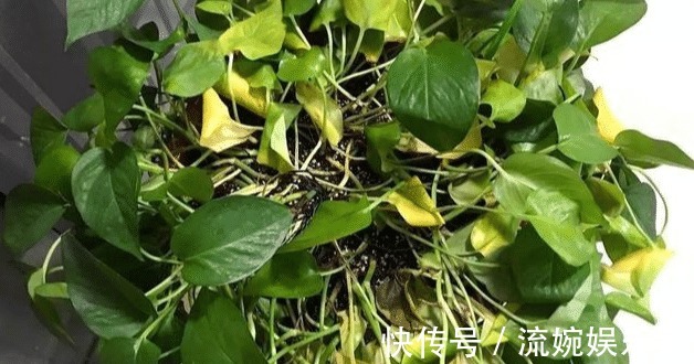 茂密|萌新绿萝黄叶别扔掉,这样剪1刀,来年又是1盆茂密的绿萝