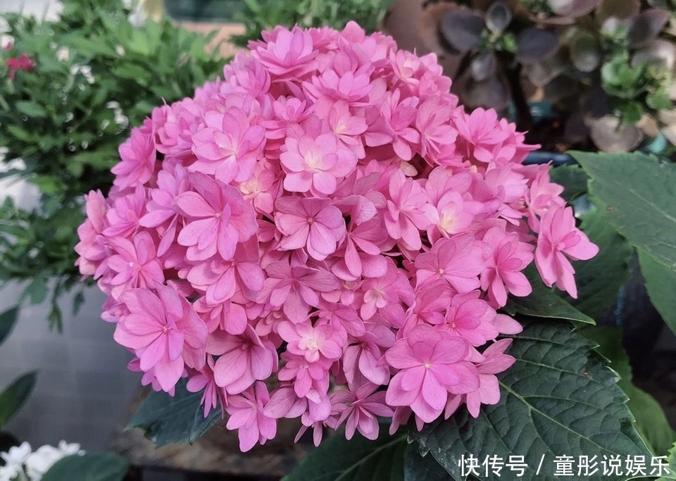 绣球花只会长叶不开花居然和修剪位置有关,剪对位置开花爆盆