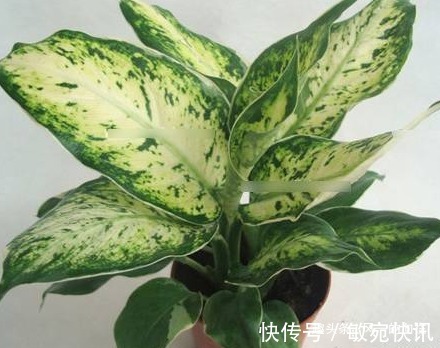 最适合厨房养的绿植,号称“吸油烟机”!空气清新健康无忧