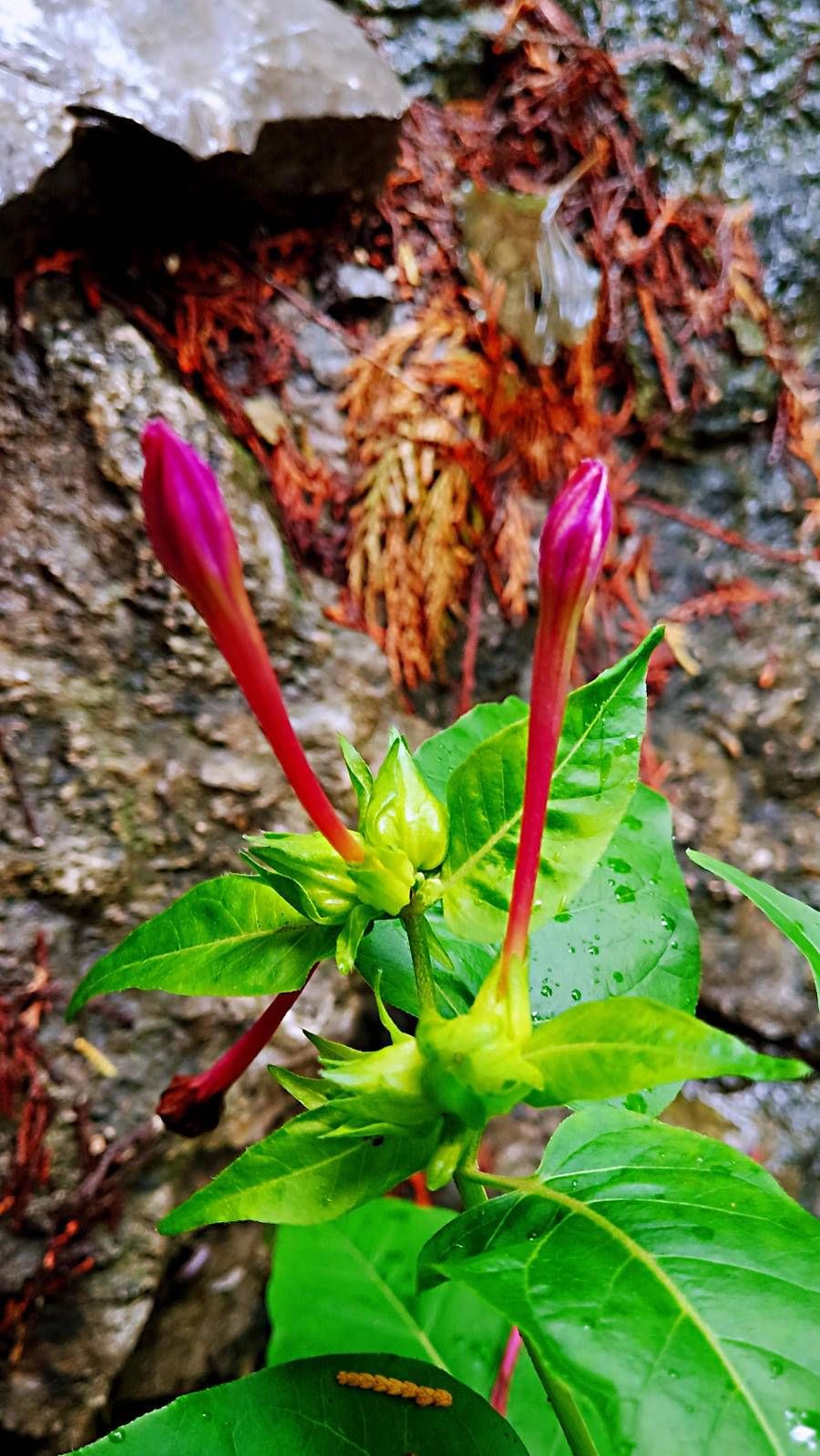 料青山|雨中山里走一走，看风景，洗尽风尘慰余生