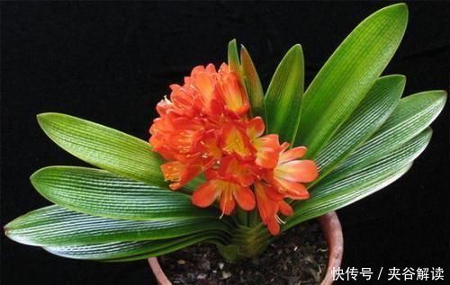 天气|天气变凉,家里种植的君子兰到了出花箭的时候,合理施肥很重要
